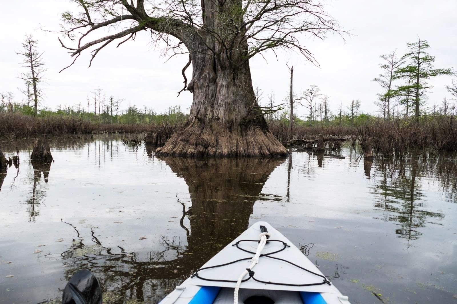 Hidden-Wonders-Of-Illinois8217s-Cache-River-Cypress-Swamps hidden-wonders-of-illinoiss-cache-river-cypress-swamps