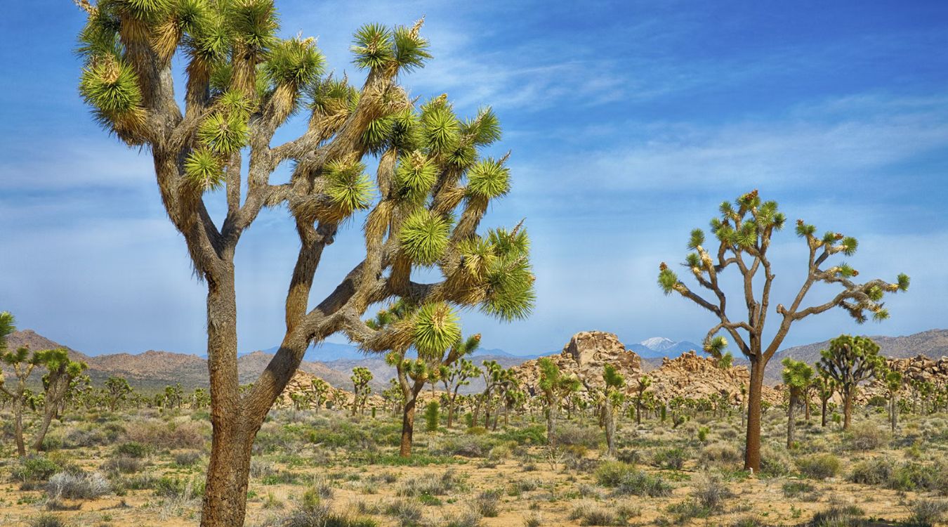 Hidden-Wonders-Of-Joshua-Tree-National-Park hidden-wonders-of-joshua-tree-national-park