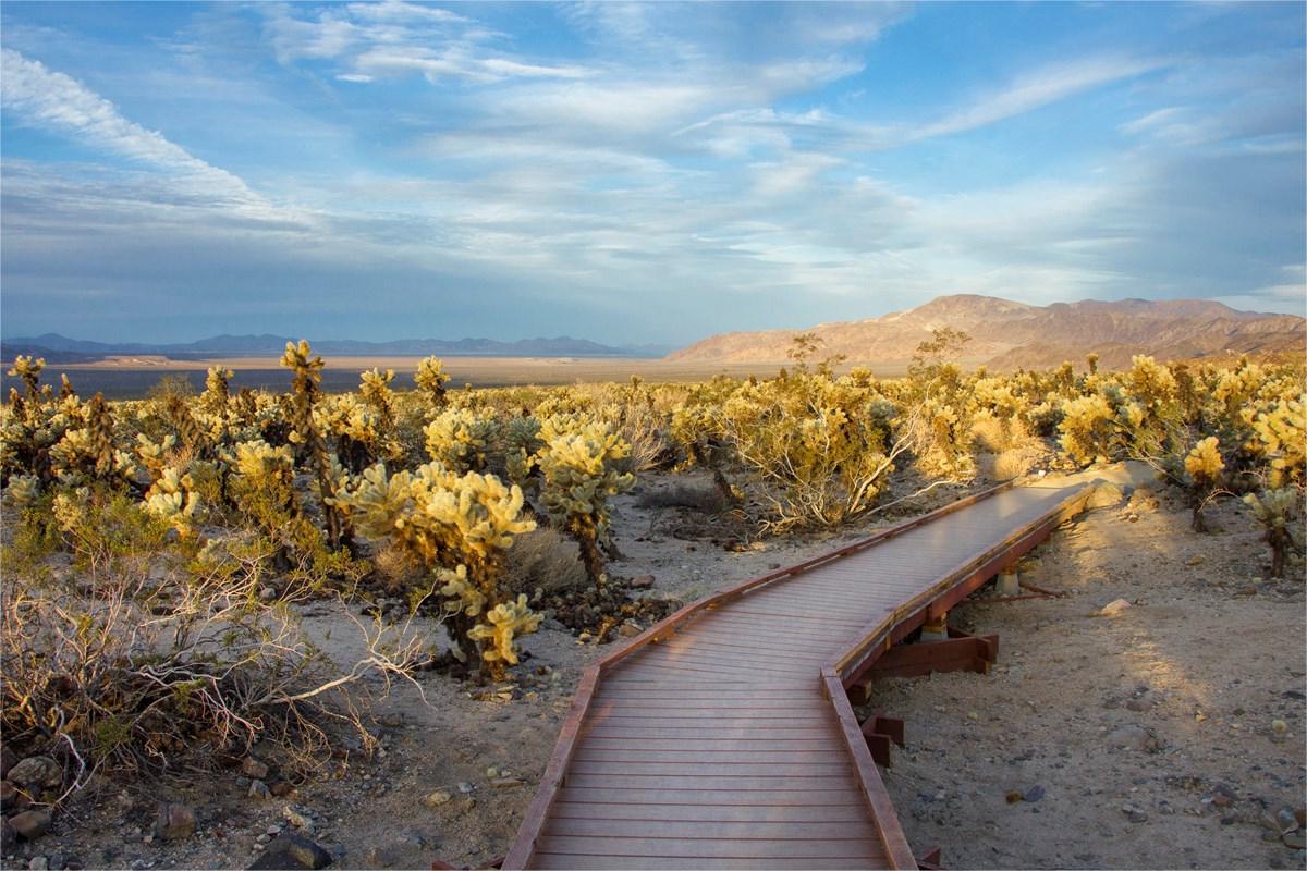 hidden-wonders-of-joshua-trees-cholla-cactus-garden