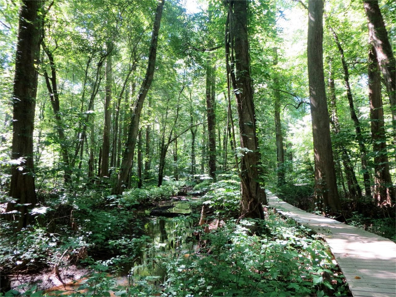 hidden-wonders-of-marylands-battle-creek-cypress-swamp