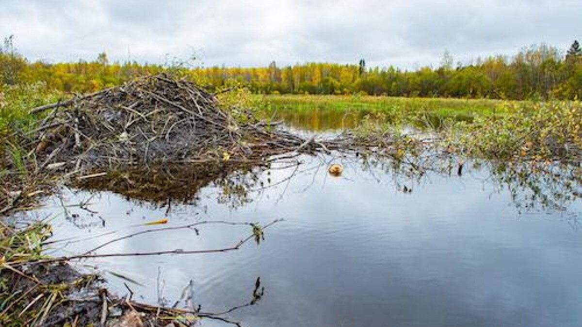 hidden-wonders-of-minnesotas-north-shore-beaver-ponds