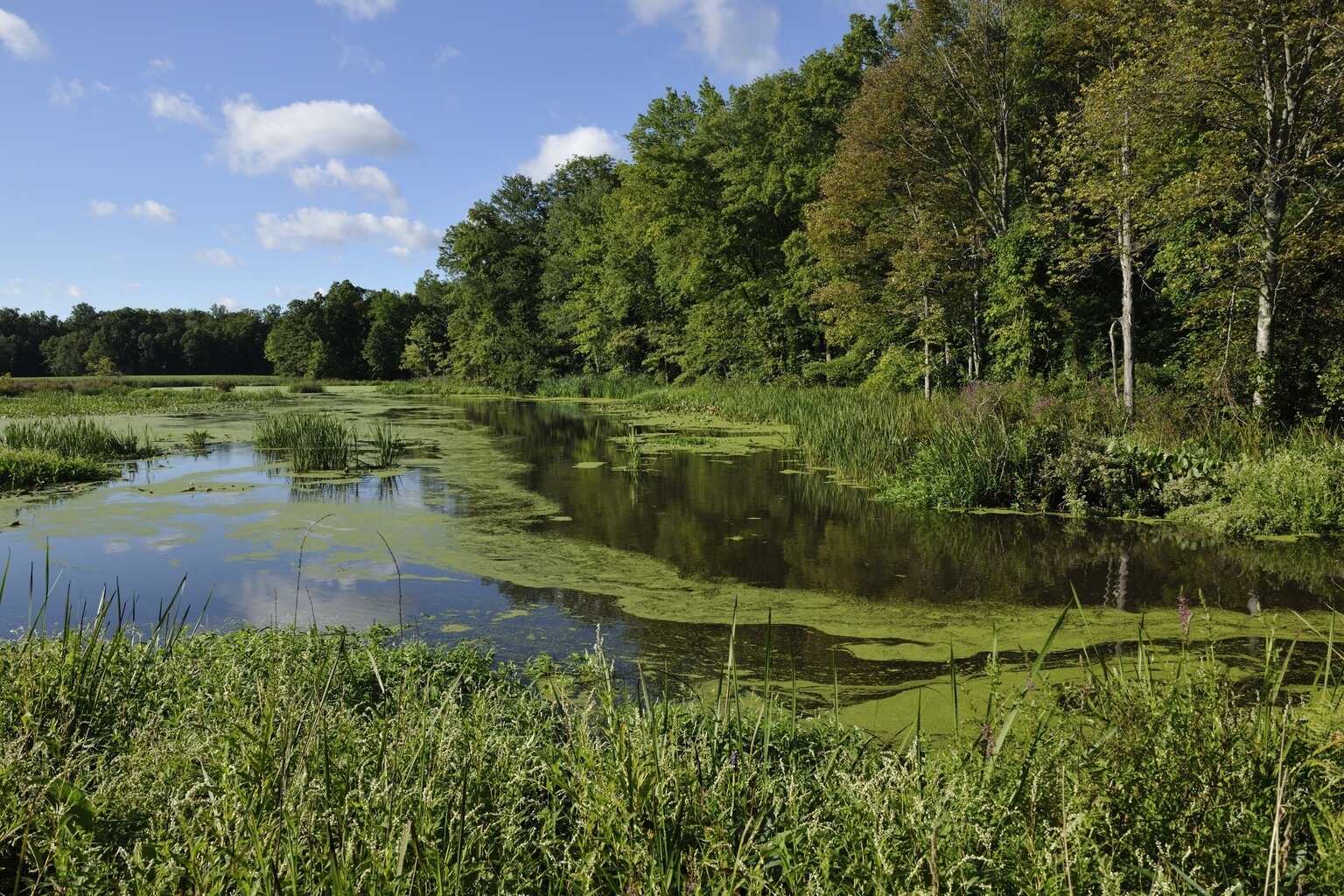 hidden-wonders-of-new-jerseys-great-swamp-national-wildlife-refuge