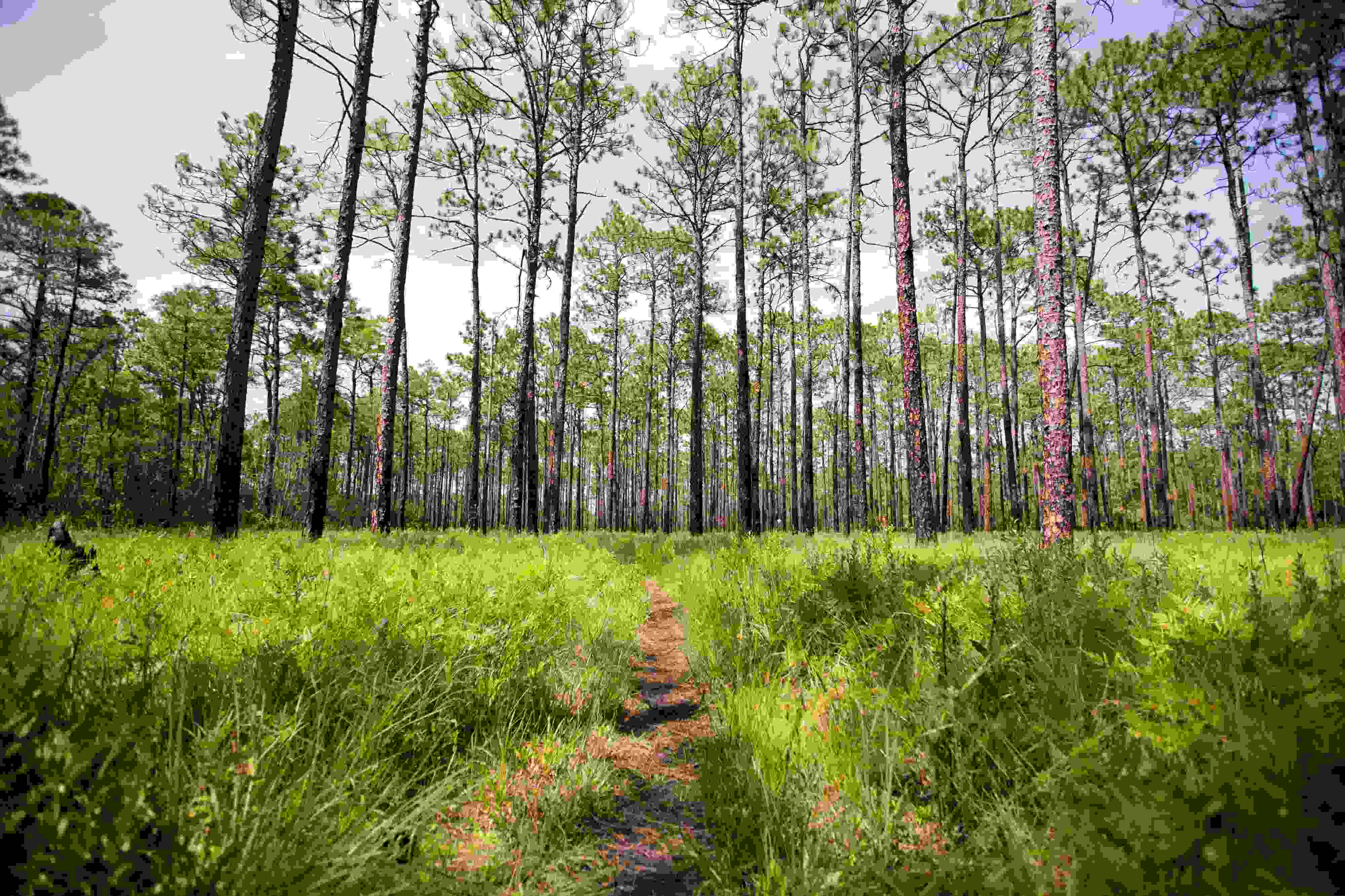 hidden-wonders-of-north-carolinas-venus-flytrap-habitats