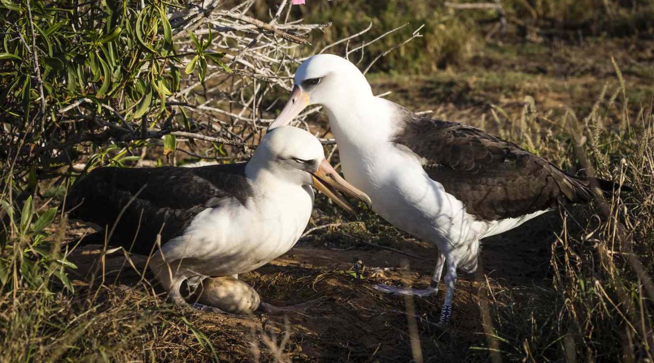Hidden-Wonders-Of-Oahu8217s-Ka8217ena-Point-Albatross-Colony hidden-wonders-of-oahus-kaena-point-albatross-colony