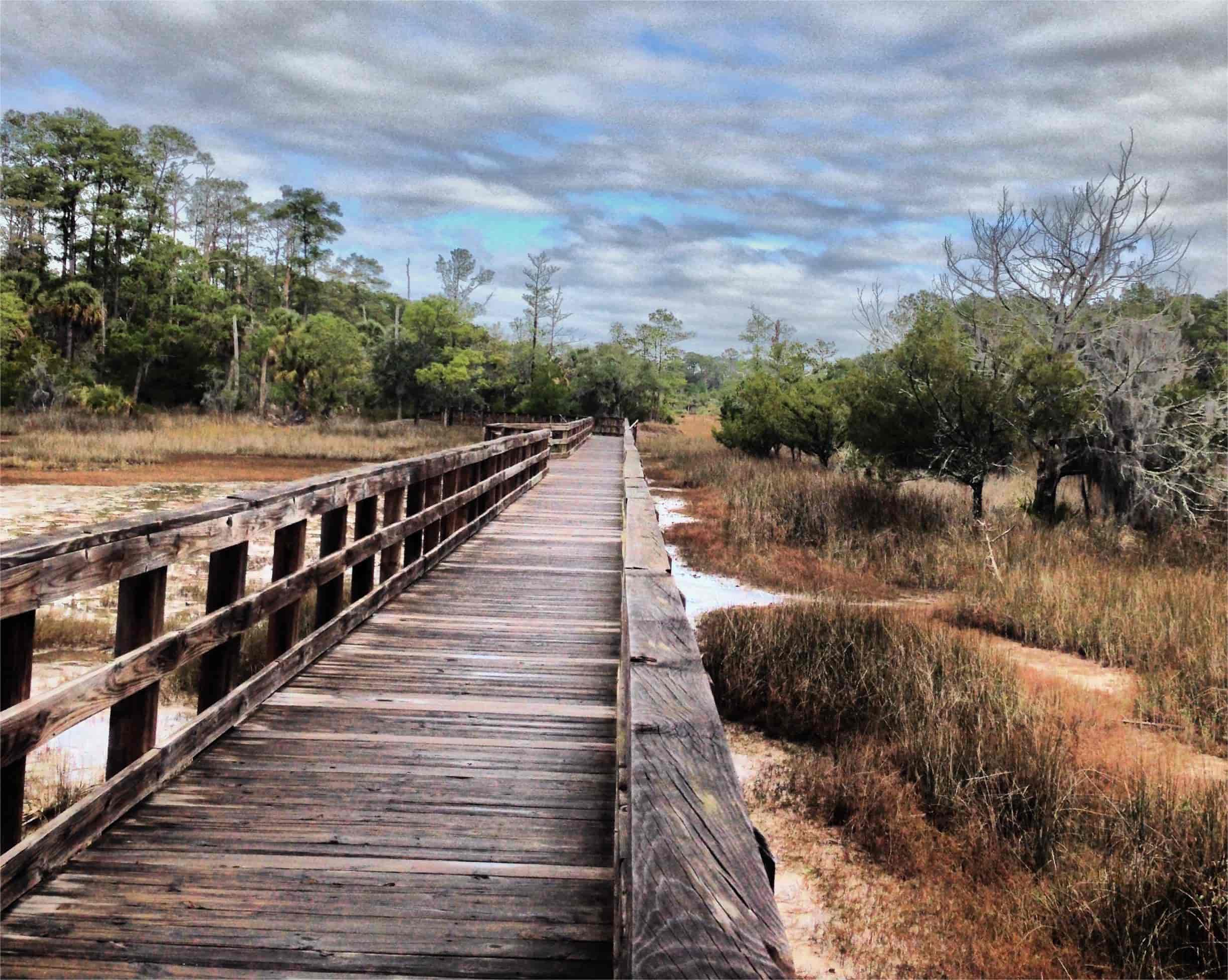 hidden-wonders-of-skidaway-islands-maritime-forest