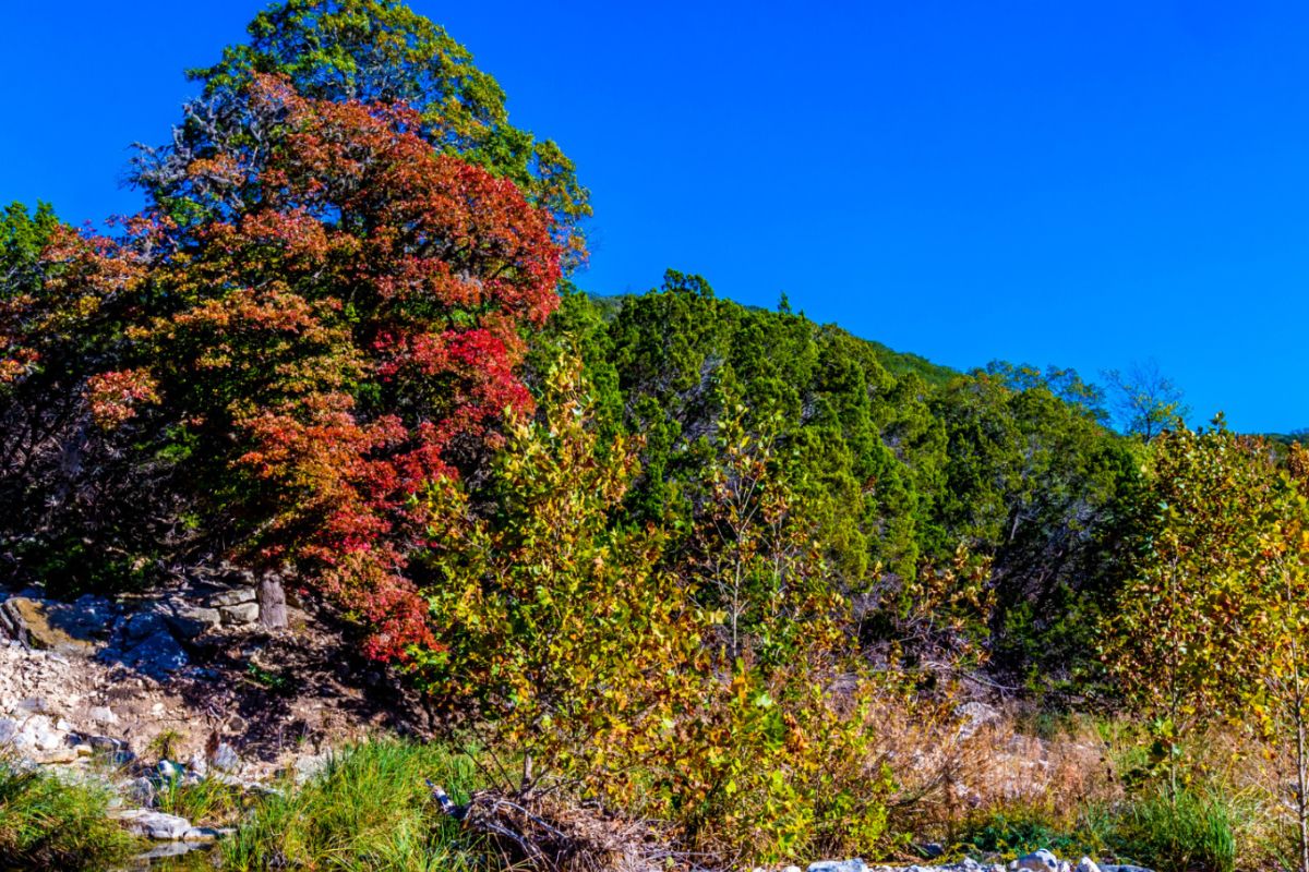 hidden-wonders-of-texass-lost-maples-state-natural-area