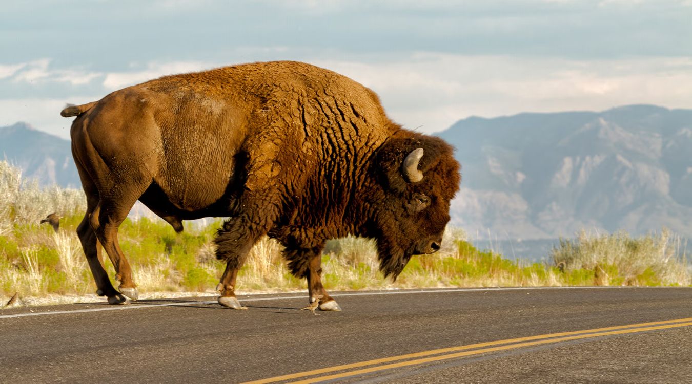 hidden-wonders-of-utahs-antelope-island-bison-range
