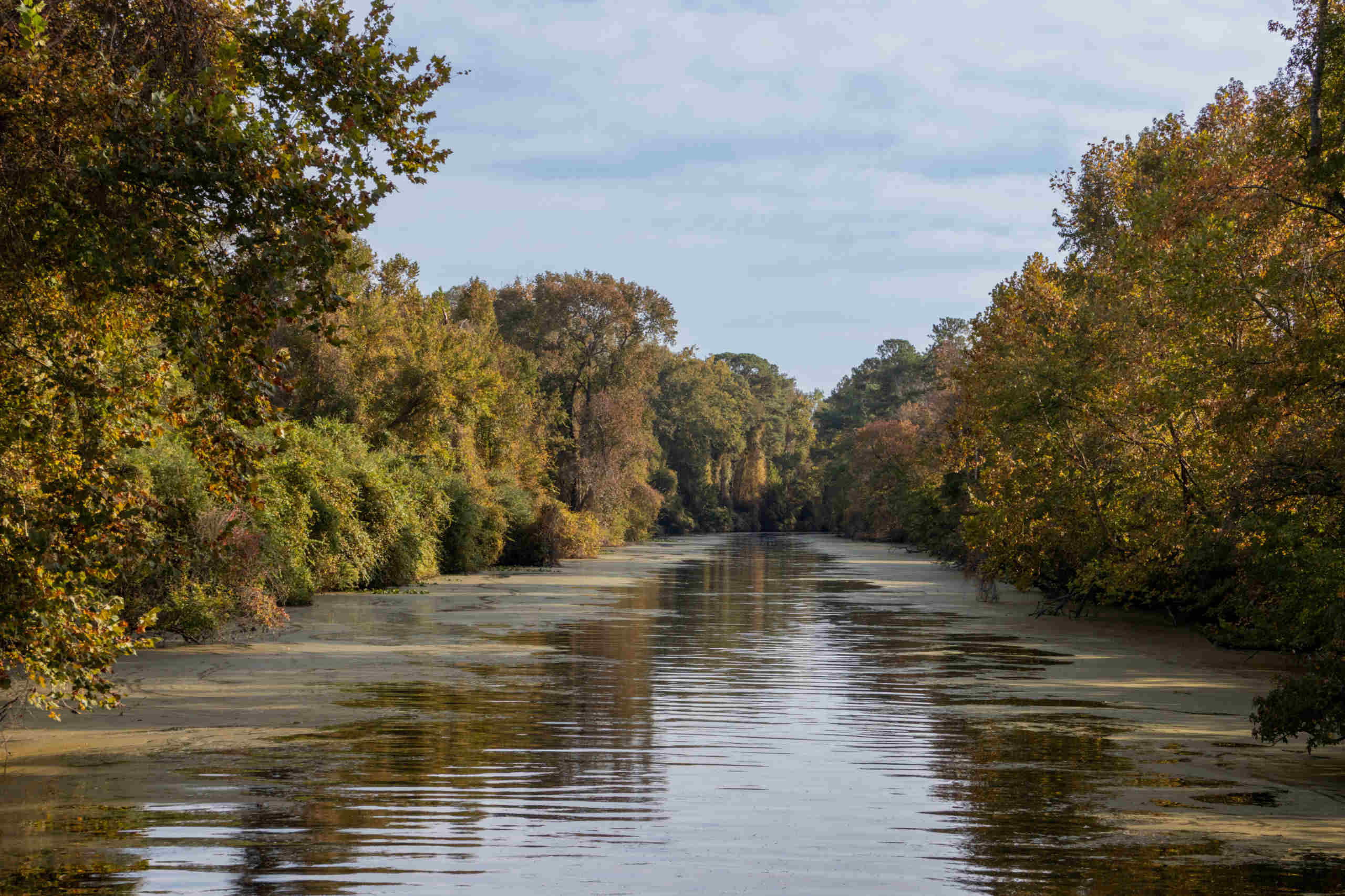 hidden-wonders-of-virginias-great-dismal-swamp-canal