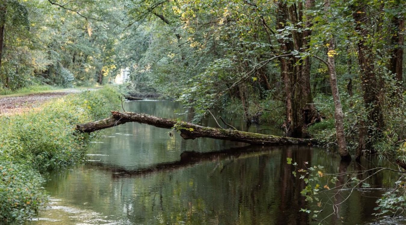 hidden-wonders-of-virginias-great-dismal-swamp-washington-ditch