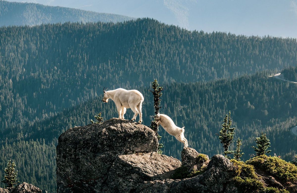 Hidden-Wonders-Of-Washington8217s-Olympic-National-Park hidden-wonders-of-washingtons-olympic-national-park