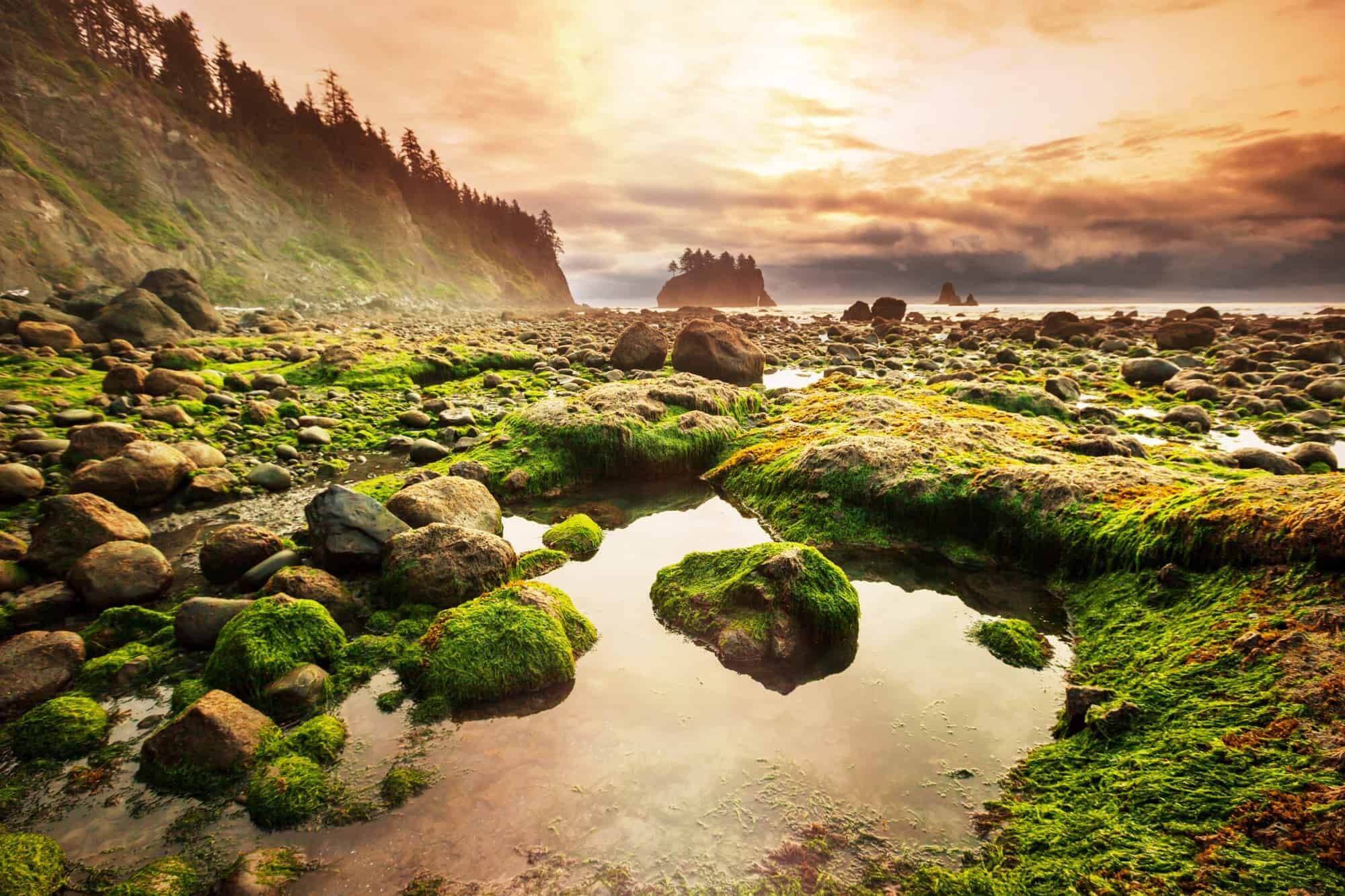 Hidden-Wonders-Of-Washington8217s-Olympic-Peninsula-Tide-Pools hidden-wonders-of-washingtons-olympic-peninsula-tide-pools