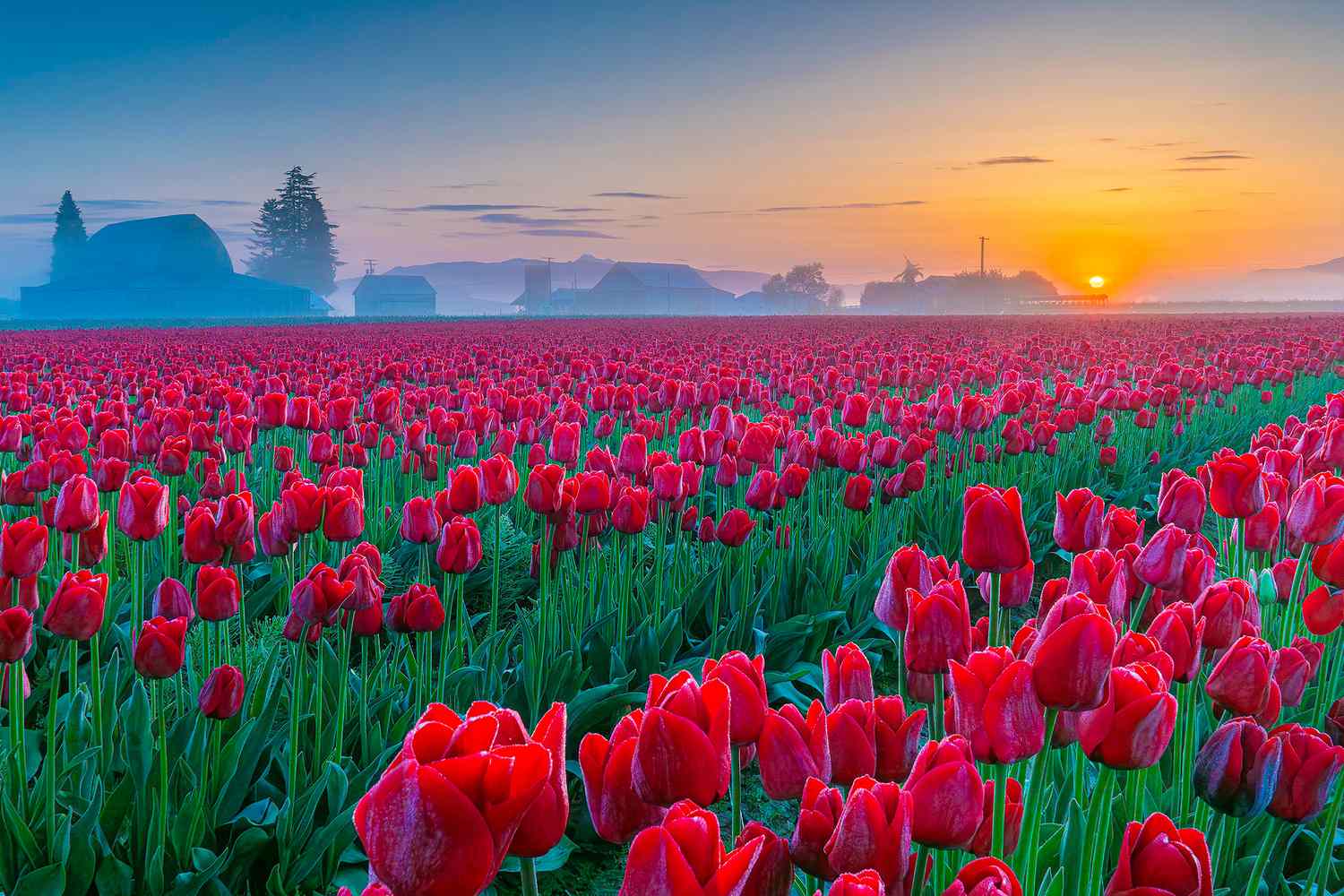 Hidden-Wonders-Of-Washington8217s-Skagit-Valley-Tulip-Fields hidden-wonders-of-washingtons-skagit-valley-tulip-fields