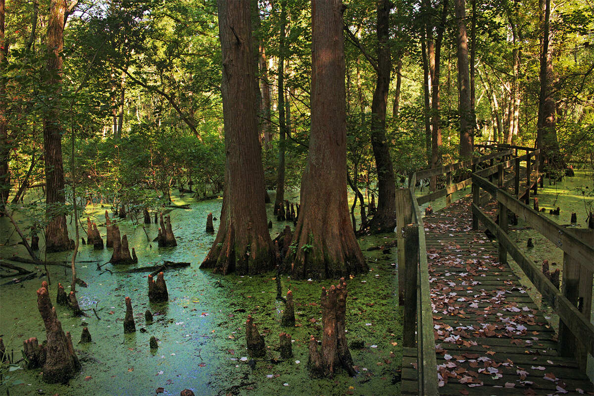 indianas-twin-swamps-nature-preserve-revealed