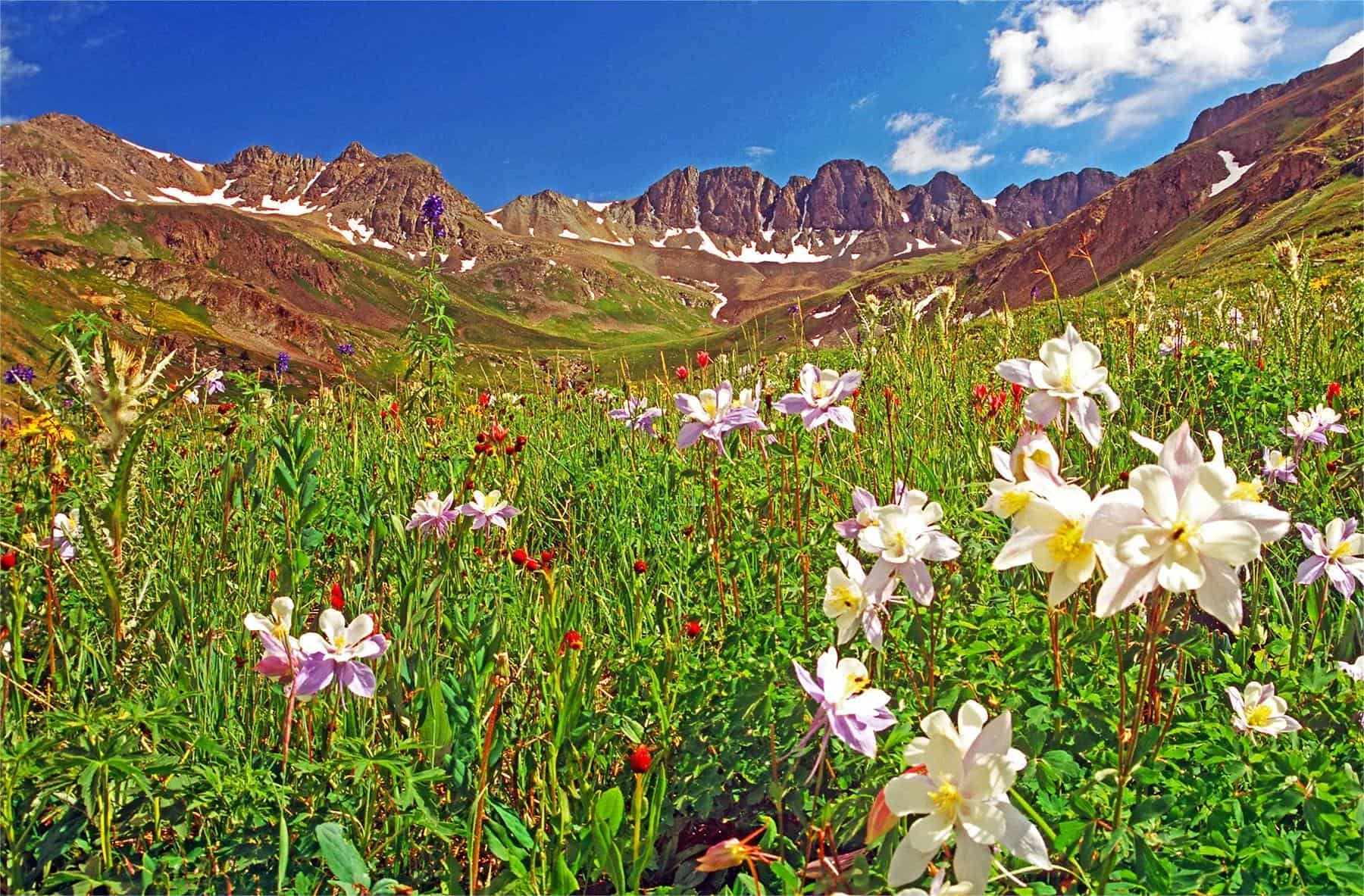 iridescent-mountain-spring-wildflowers-in-colorados-american-basin