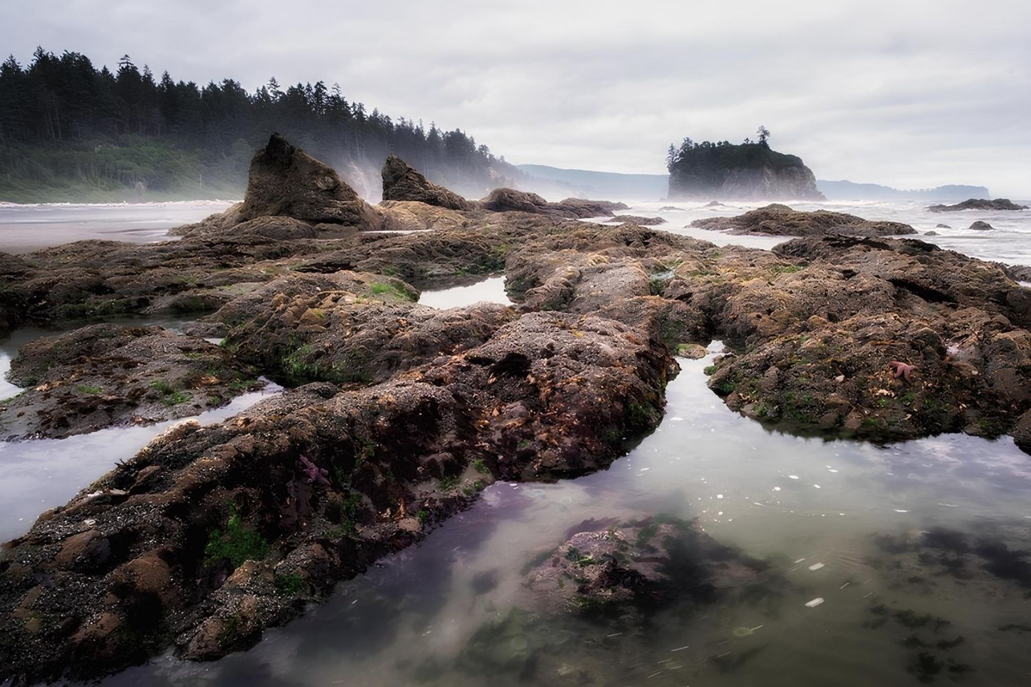 Iridescent-Tide-Pools-Of-Washington8217s-Olympic-Coast-Await iridescent-tide-pools-of-washingtons-olympic-coast-await
