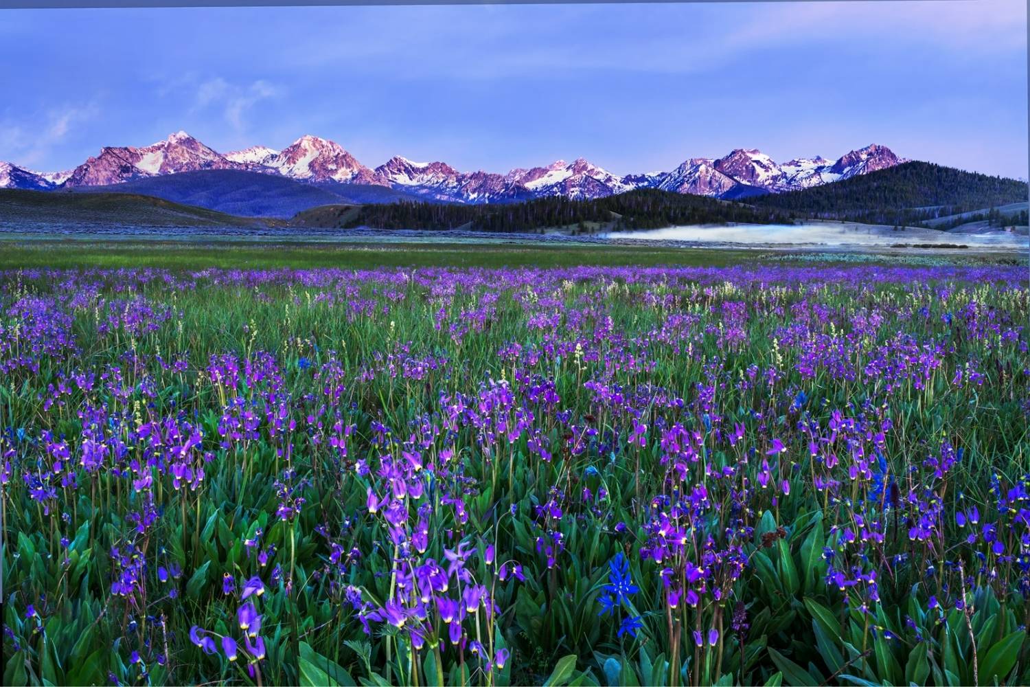 iridescent-wildflowers-of-idahos-sawtooth-mountains