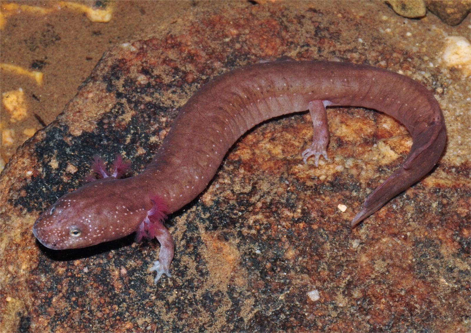 kentuckys-martins-fork-salamander-haven-revealed