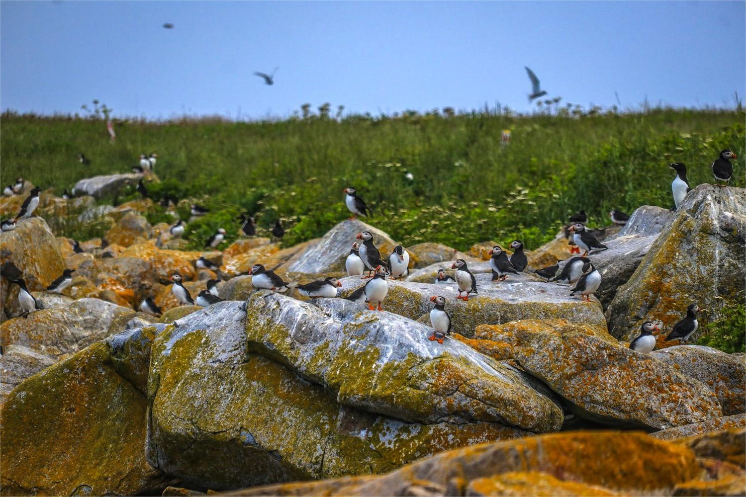 maines-machias-seal-island-puffin-colonies-revealed