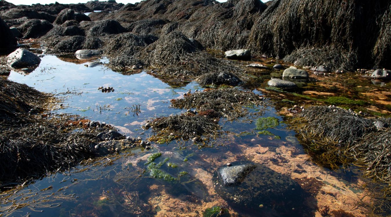 Maine8217s-Penobscot-Bay-Tide-Pools-Hold-Surprising-Secrets maines-penobscot-bay-tide-pools-hold-surprising-secrets