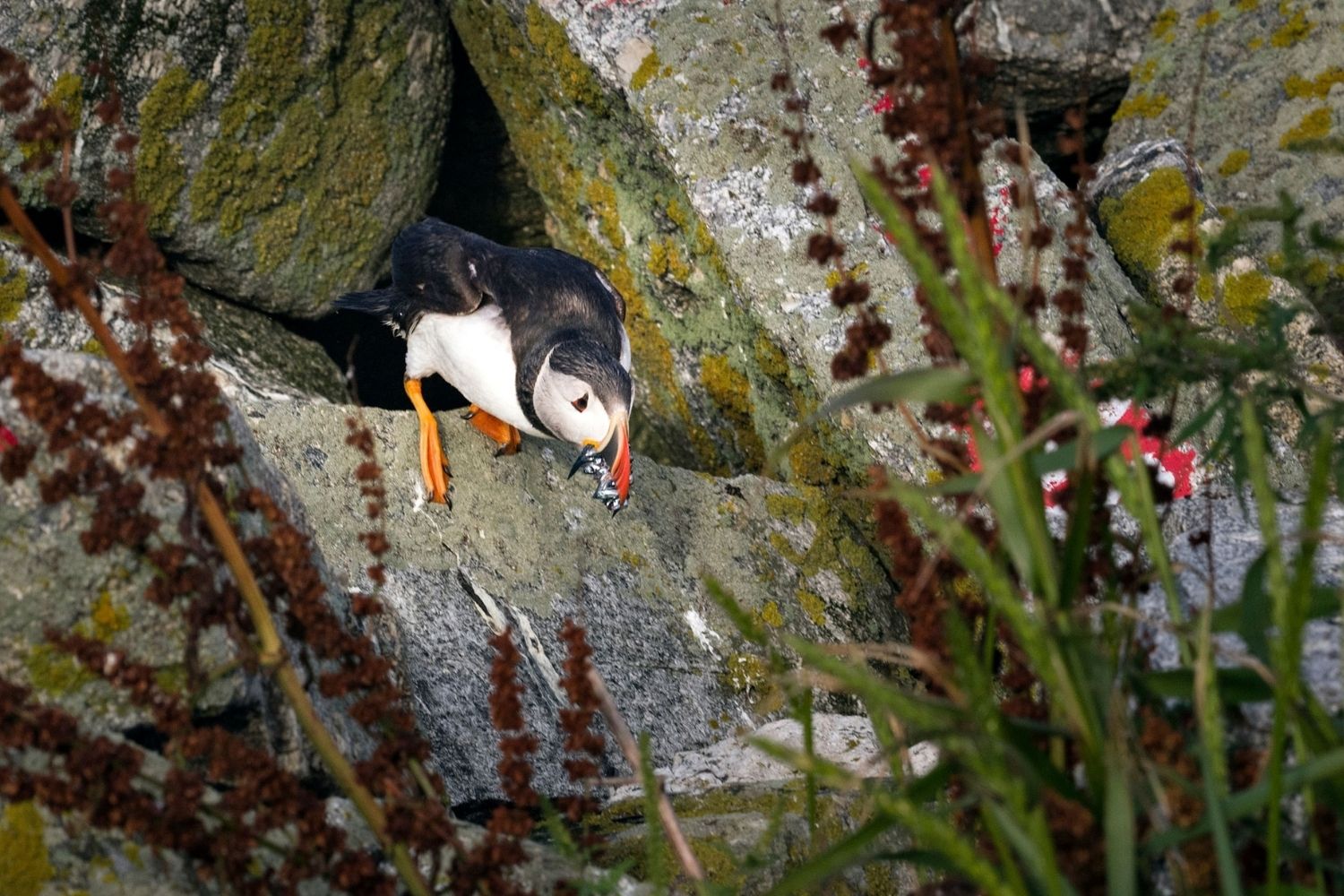 maines-puffin-nesting-islands-revealed