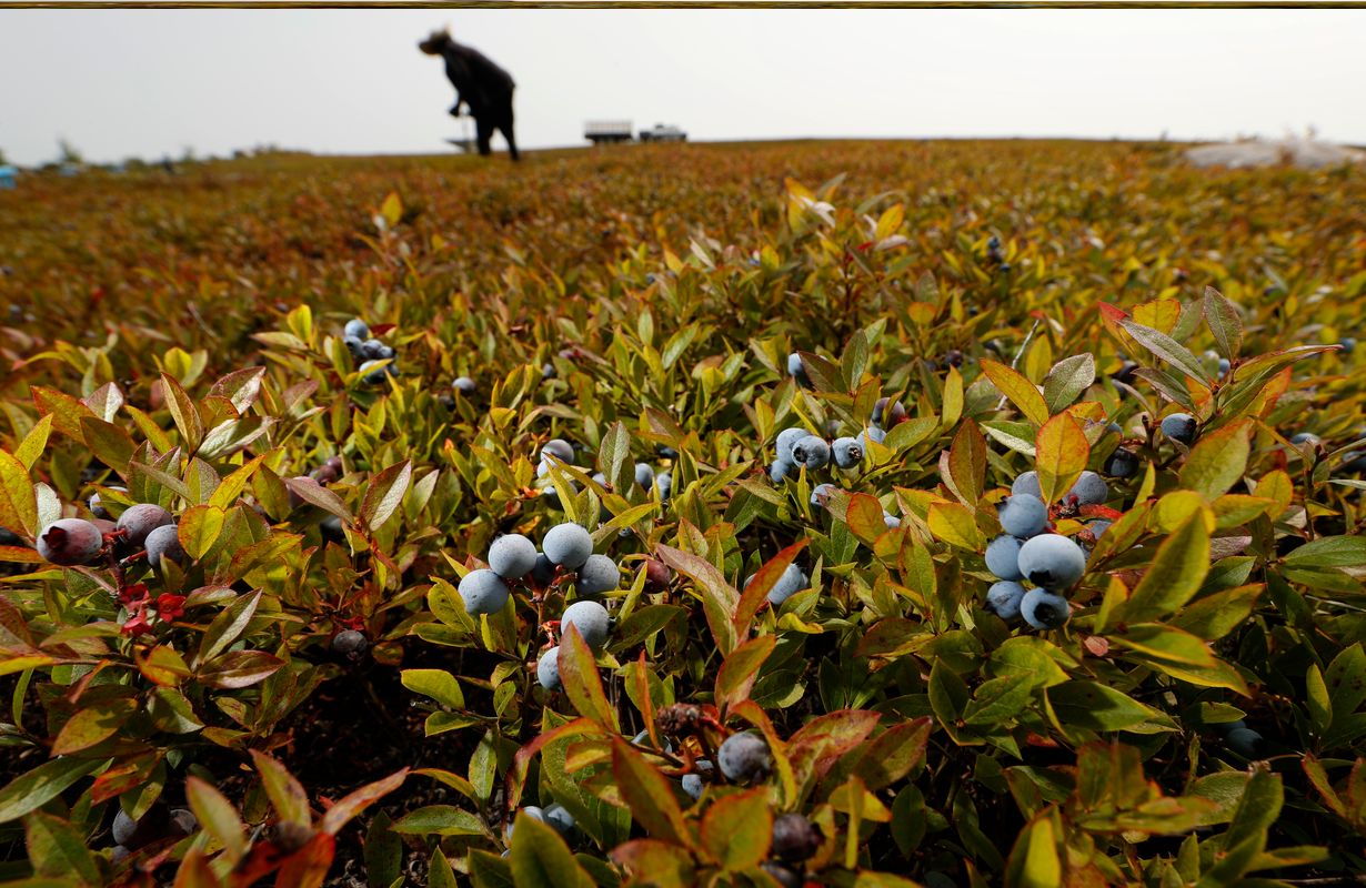 Maine8217s-Wild-Blueberry-Barrens-Hidden-Wonders maines-wild-blueberry-barrens-hidden-wonders