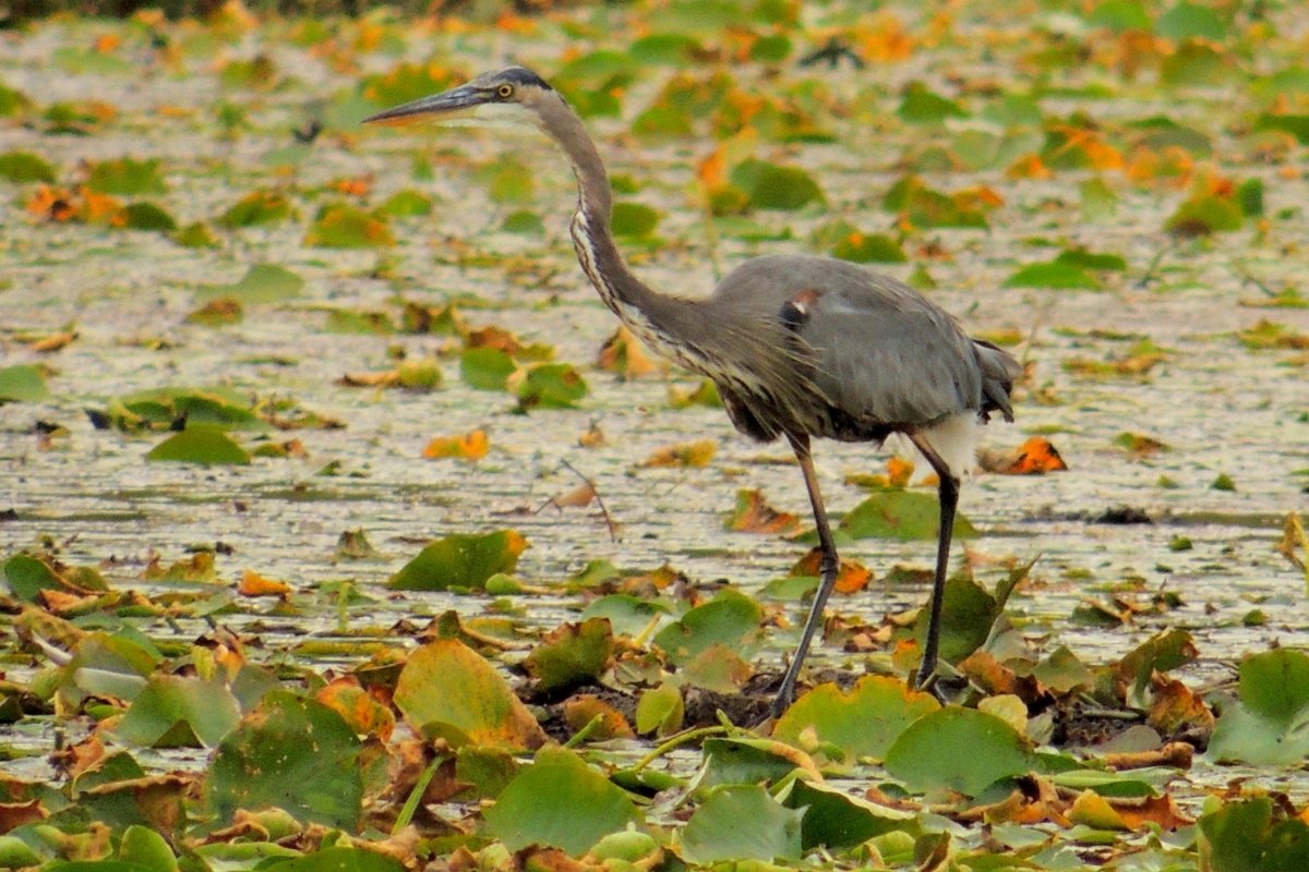 michigans-karst-blue-heron-rookery-revealed