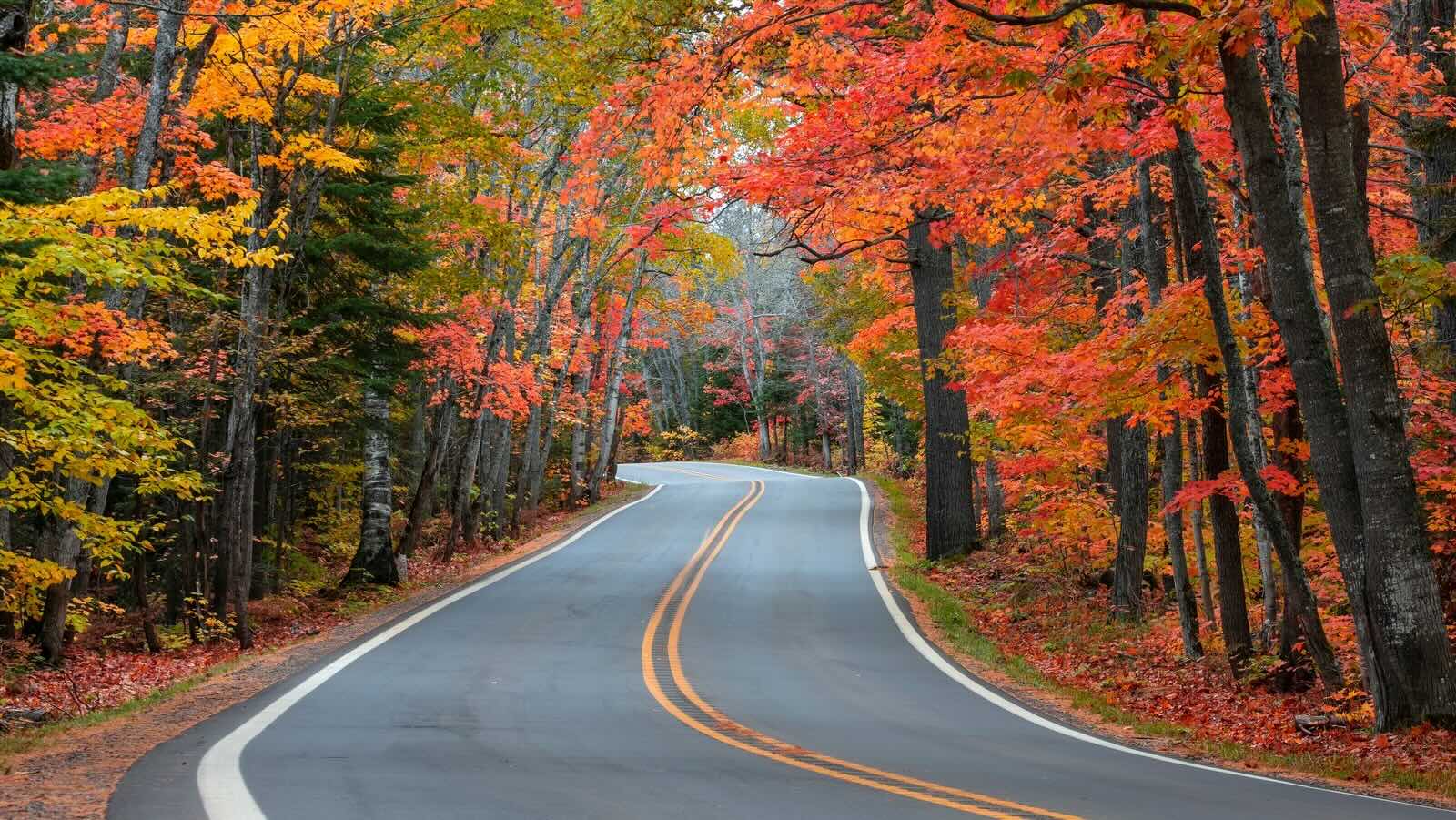 Michigan8217s-Tunnel-Of-Trees-In-Fall michigans-tunnel-of-trees-in-fall