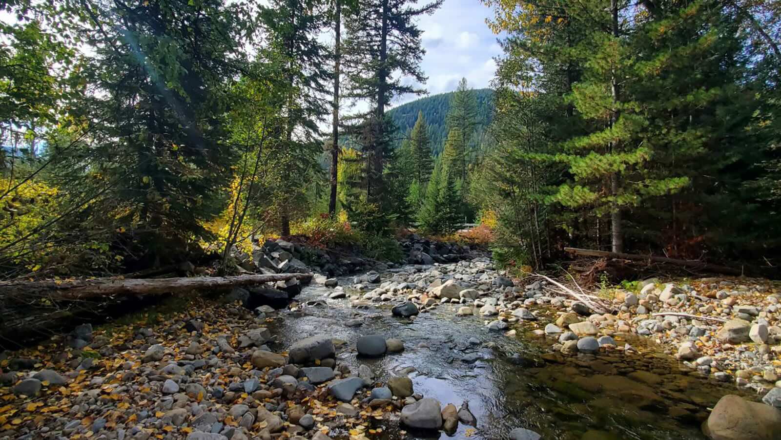 montanas-yaak-valley-grizzly-habitat-revealed