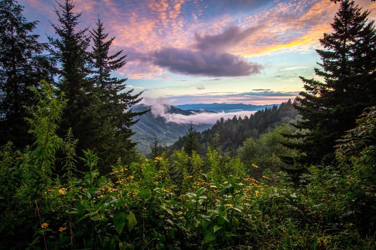 Mushroom-Trails-That-Light-Up-Tennessee8217s-Smoky-Mountains mushroom-trails-that-light-up-tennessees-smoky-mountains