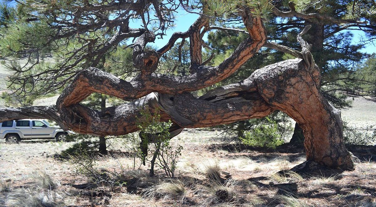 Mysteries-Of-Colorado8217s-Pikes-Peak-Prayer-Trees mysteries-of-colorados-pikes-peak-prayer-trees
