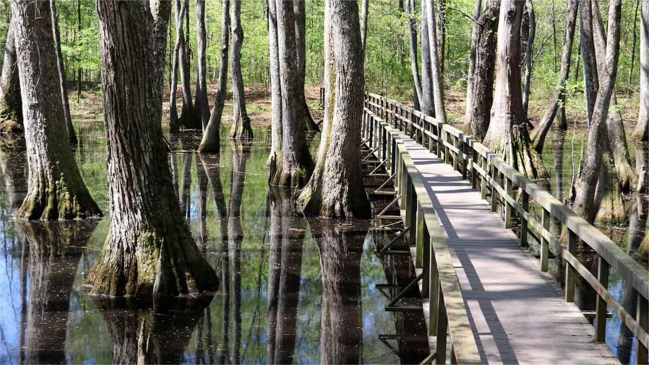Mysteries-Of-Mississippi8217s-Natchez-Trace-Parkway-Cypress-Swamp mysteries-of-mississippis-natchez-trace-parkway-cypress-swamp