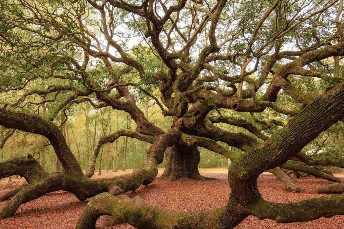mysteries-of-south-carolinas-angel-oak-forest