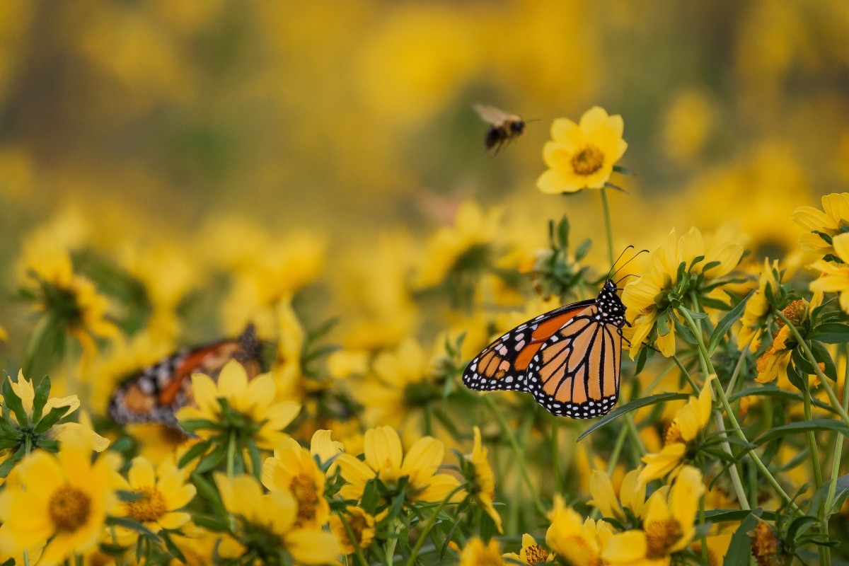 Mysterious-Butterfly-Migration-Paths-Of-South-Padre-Island mysterious-butterfly-migration-paths-of-south-padre-island
