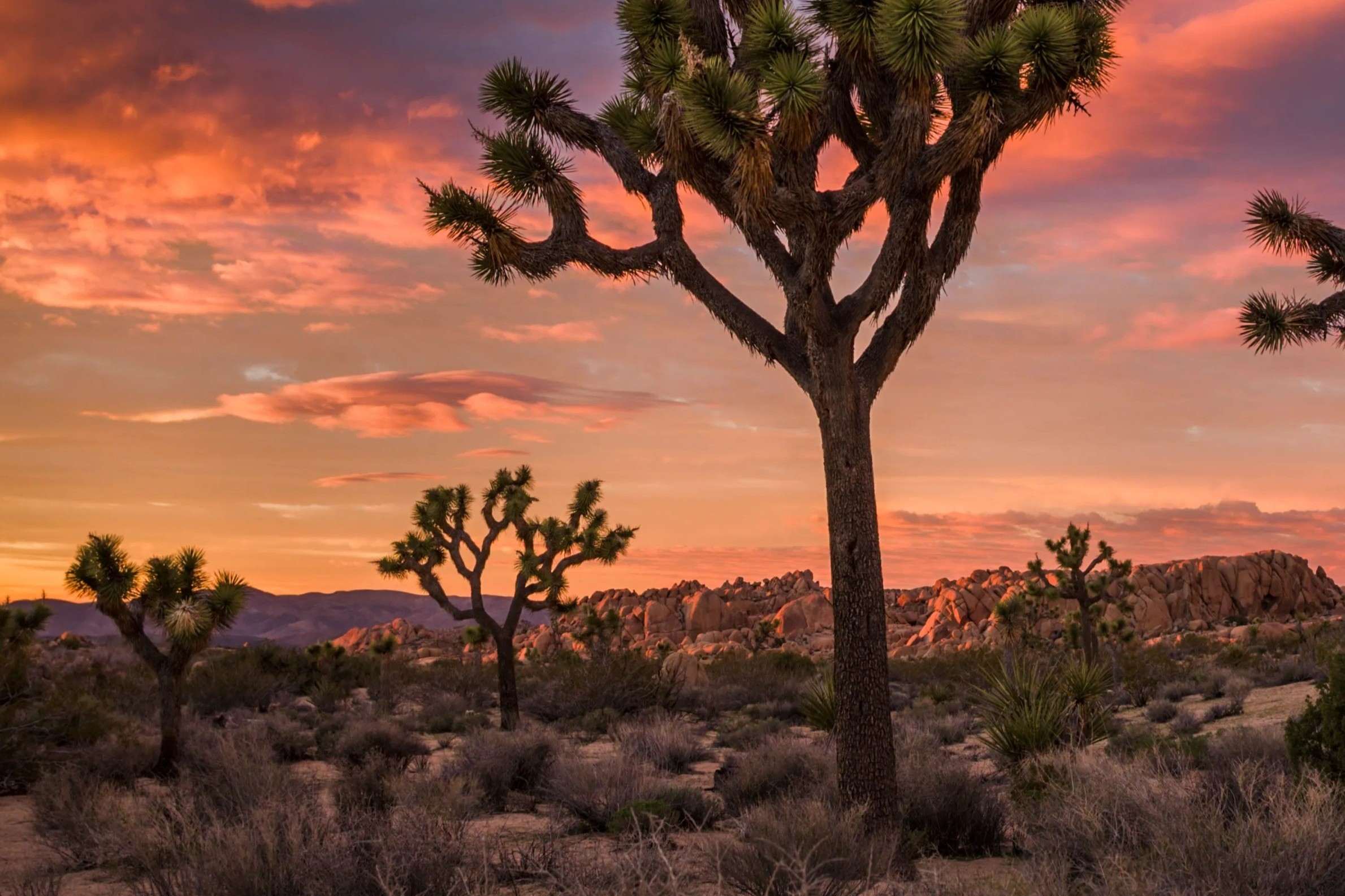 Mysterious-Desert-Music-Festivals-In-California8217s-Joshua-Tree mysterious-desert-music-festivals-in-californias-joshua-tree