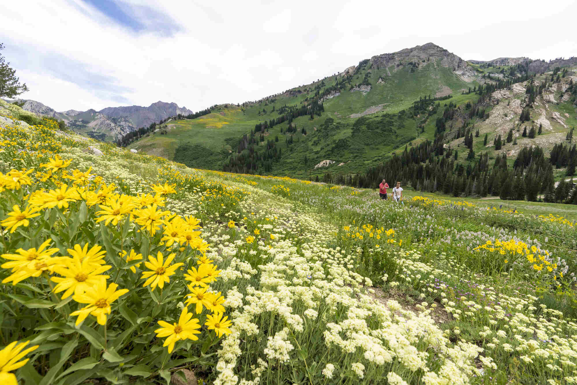 mysterious-frost-tipped-wildflower-meadows-at-dawn-in-utahs-albion-basin