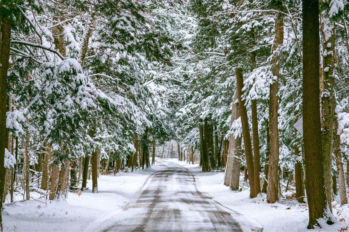 Mysterious-Frosty-Forest-Tunnels-In-Michigan mysterious-frosty-forest-tunnels-in-michigan