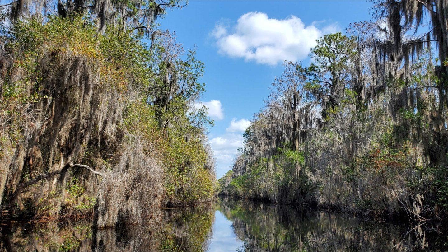 Mysterious-Meditation-Paths-In-Georgia8217s-Okefenokee mysterious-meditation-paths-in-georgias-okefenokee