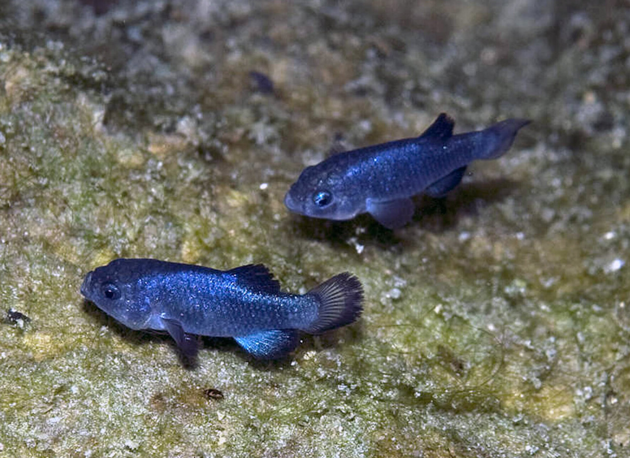 mysterious-pools-of-the-desert-pupfish-in-death-valley