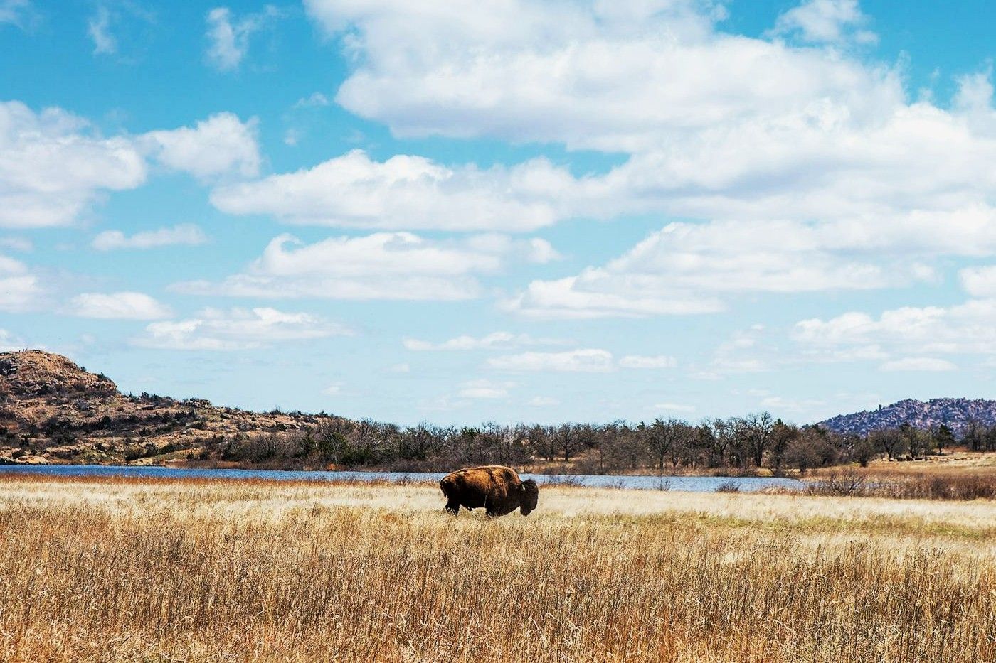 oklahomas-ancient-bison-trails-revealed