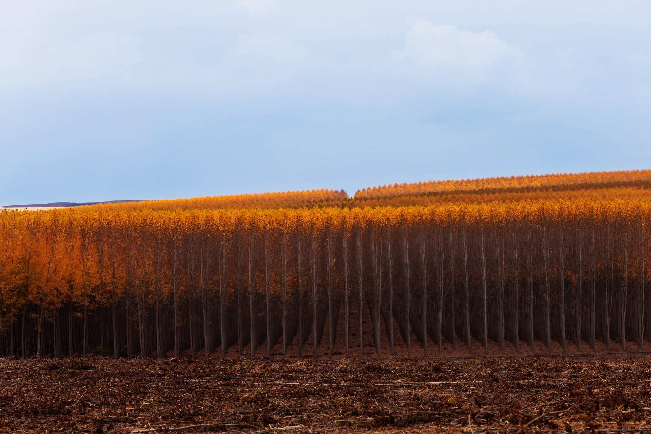 oregons-boardman-tree-farm-poplar-corridors-revealed