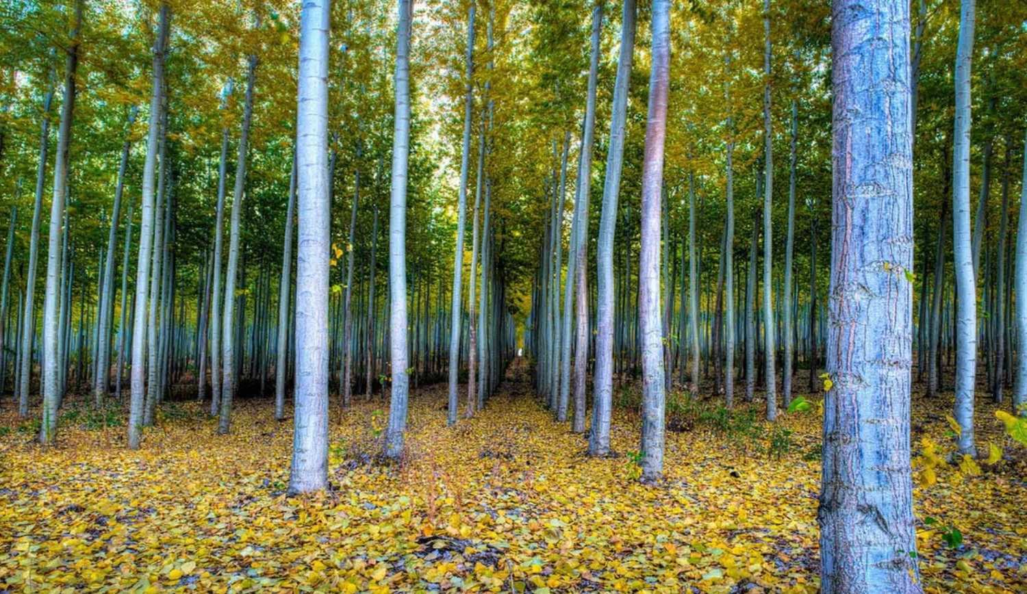 oregons-boardman-tree-farm-poplars-revealed