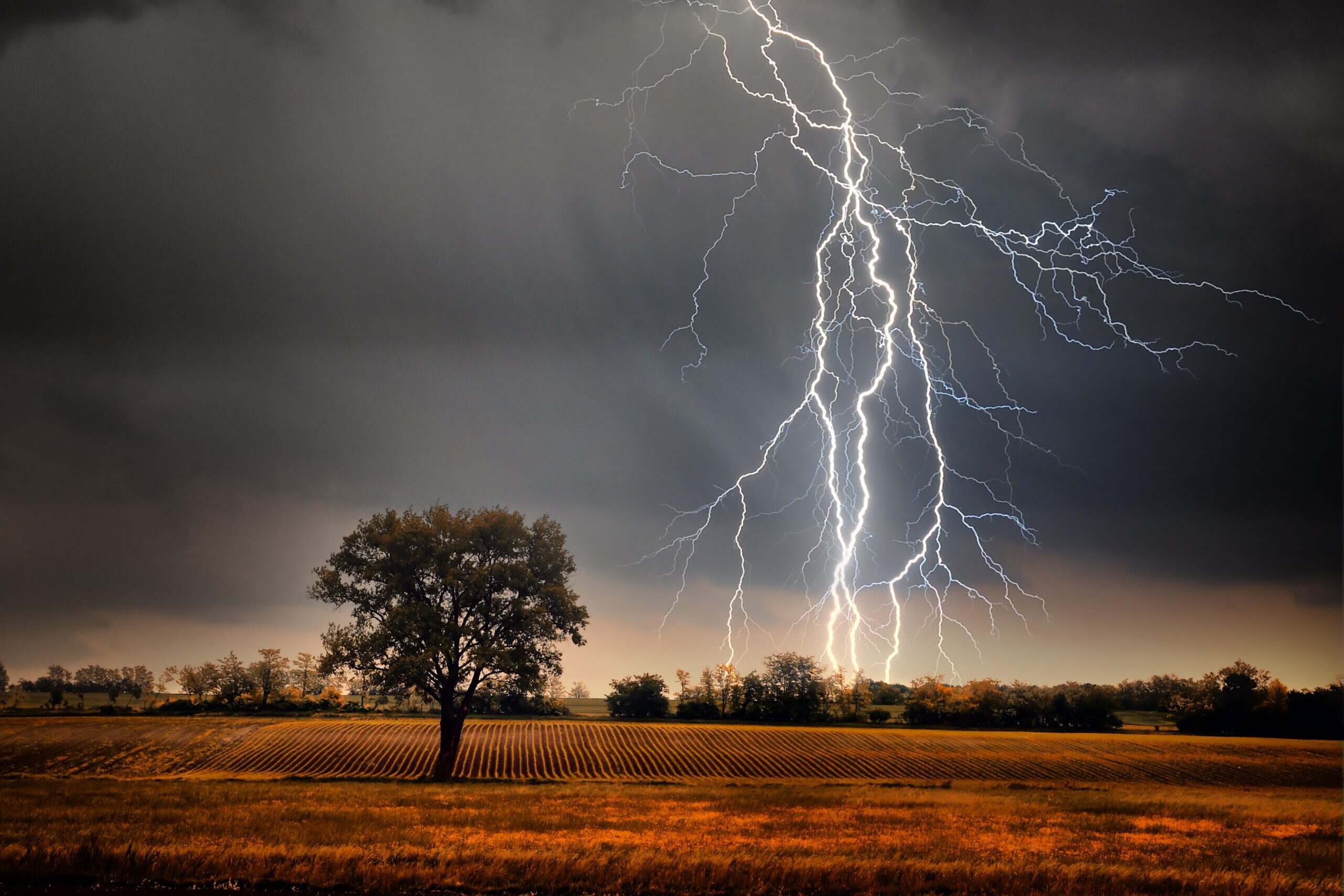 Petrified-Lightning-Strikes-In-Wyoming8217s-Thunder-Basin petrified-lightning-strikes-in-wyomings-thunder-basin