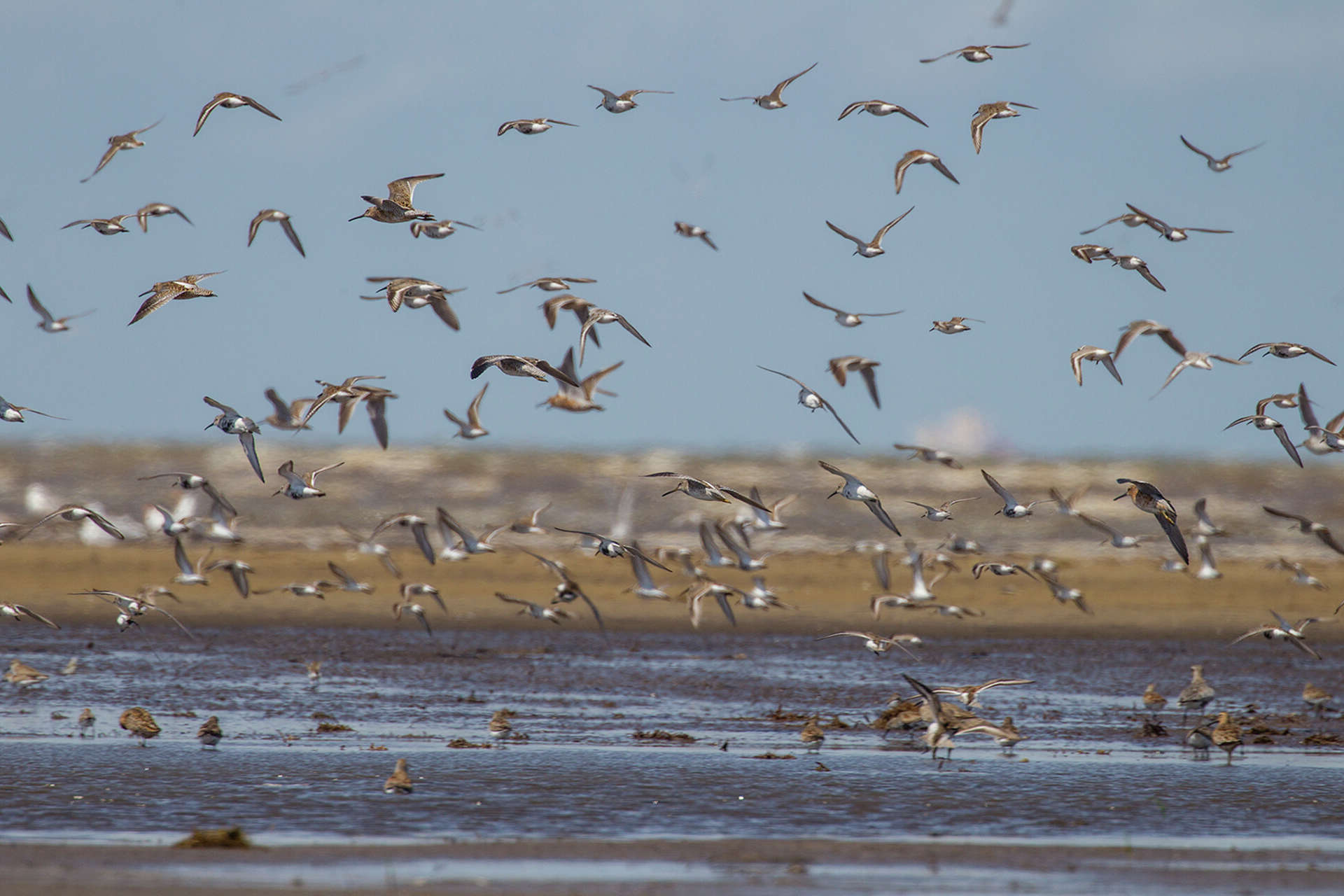 rare-bird-habitats-of-texass-bolivar-flats-you-didnt-know-about