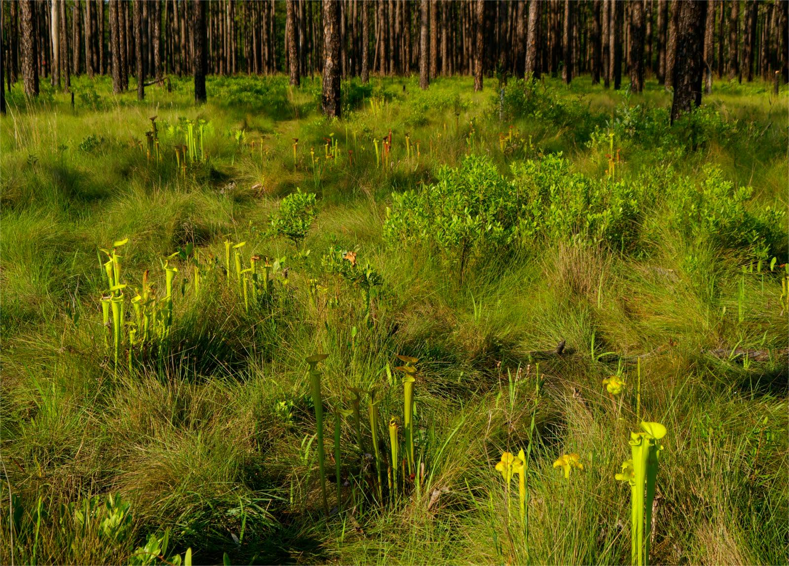 rare-plant-communities-of-north-carolinas-green-swamp-preserve-revealed