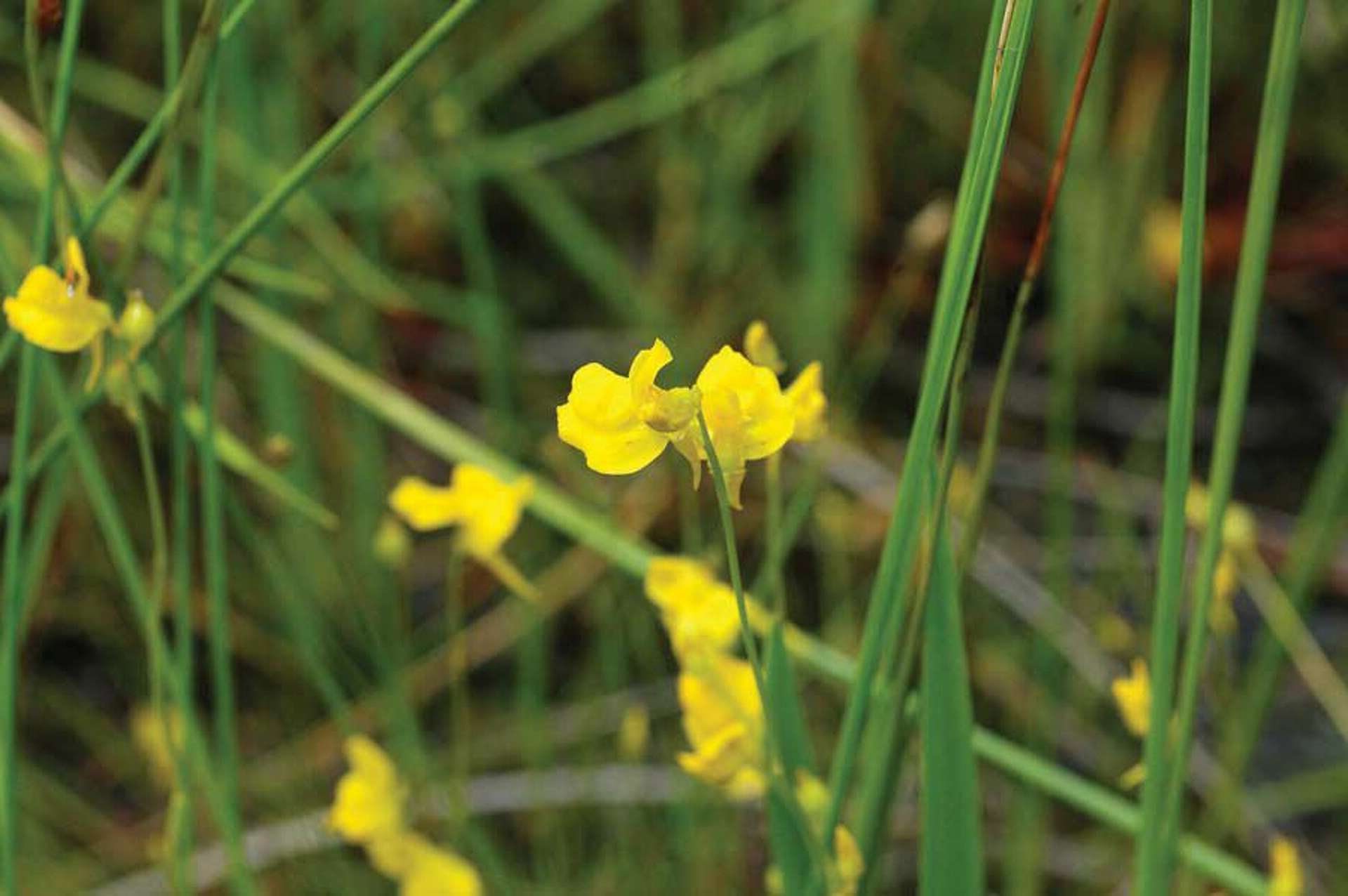 rare-plant-secrets-of-connecticuts-beckley-bog