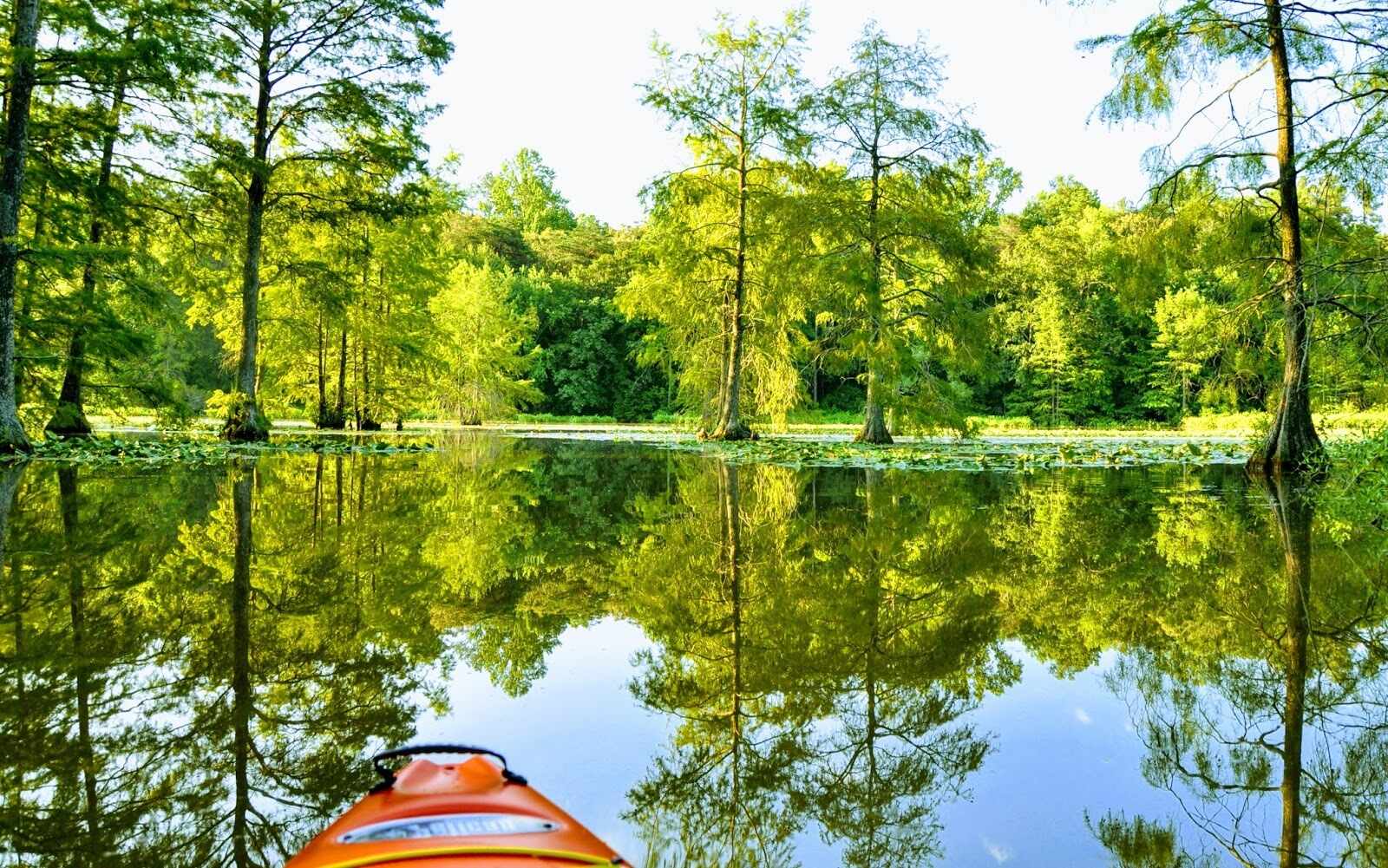 rare-plant-secrets-of-delawares-trap-pond-state-park