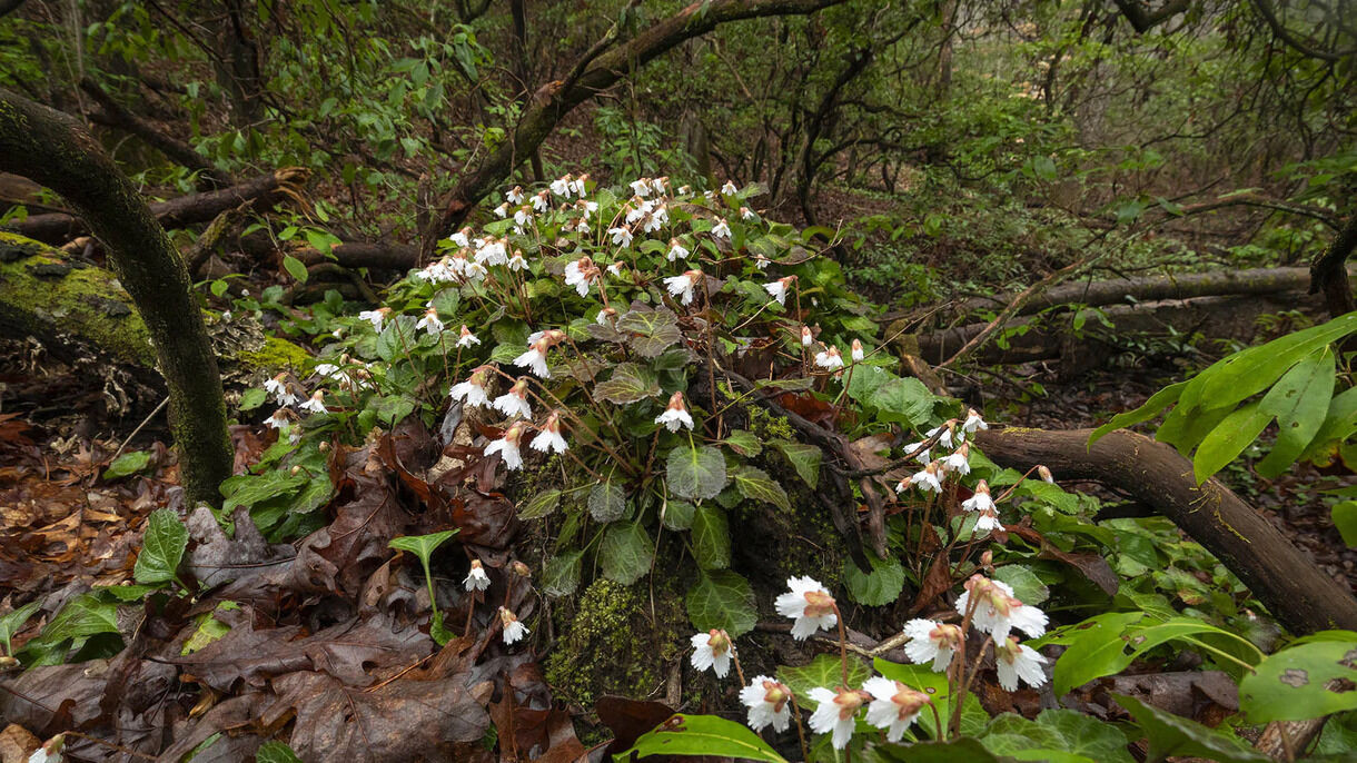 rare-plant-secrets-of-south-carolinas-mountain-bridge-wilderness-area