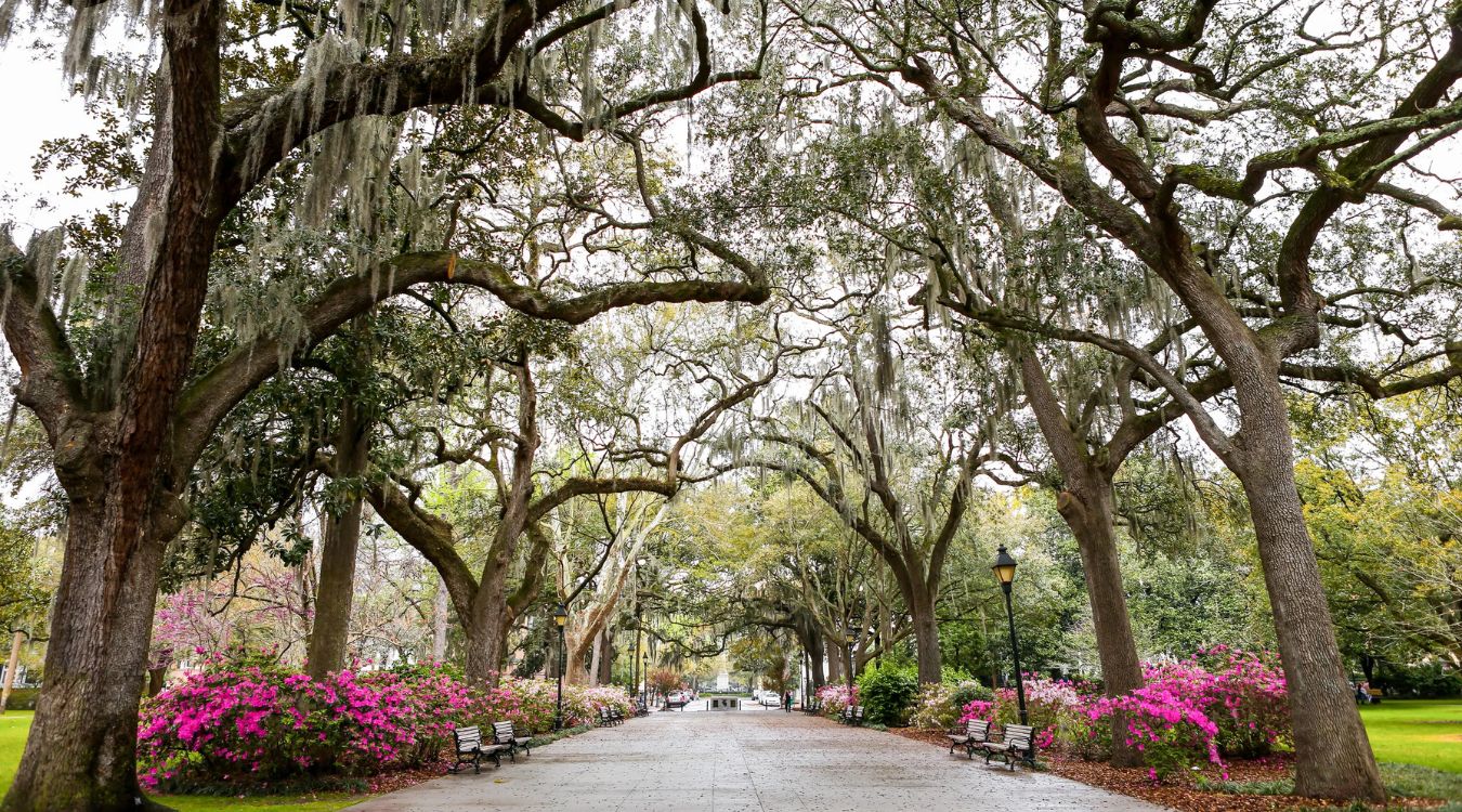Savannah8217s-Botanical-Illustration-Retreats-Await savannahs-botanical-illustration-retreats-await