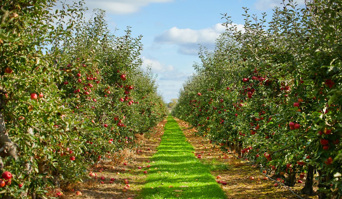 Secret-Apple-Orchards-In-New-York8217s-Hudson-Valley secret-apple-orchards-in-new-yorks-hudson-valley