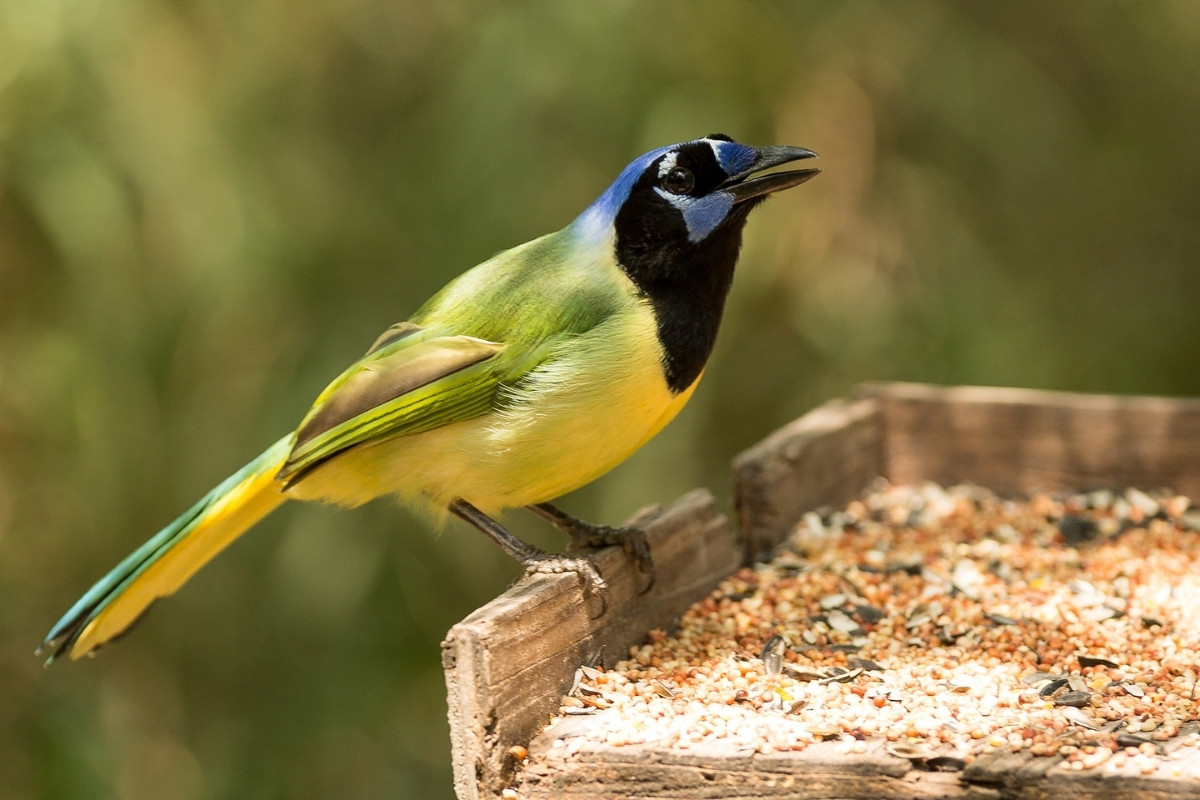 secret-birding-trails-in-texass-rio-grande-valley